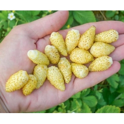 nasiona owoców Poziomka Yellow Wonder swikx236